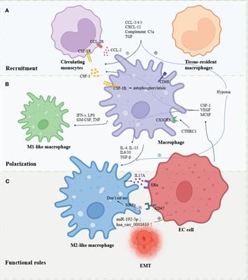 The role of tumor-associated macrophages in the progression, prognosis and treatment of endometrial cancer